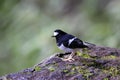 Little Forktail, Enicurus scouleri Royalty Free Stock Photo