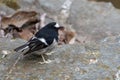 Little Forktail photographed in Sattal, India