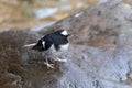 Little Forktail photographed in Sattal, India