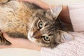 Little four month mixed breed kitten purring on hands Royalty Free Stock Photo