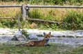 Little fox at the forest in High Tatras mountains, Slovakia Royalty Free Stock Photo