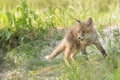 Cute little fox in the afternoon