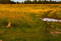 Little fox. Young Fox in the grass at the country road. Sunset Royalty Free Stock Photo