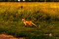 Little fox. Young Fox in the grass at the country road. Sunset Royalty Free Stock Photo