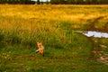 Little fox. Young Fox in the grass at the country road. Sunset Royalty Free Stock Photo