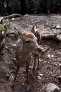 Little free deer walking around Nara, Japan