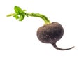 Little fresh black radish with foliage cut out