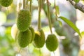 Little fresh durian on durian tree