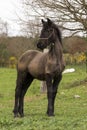 Little Friesian foal in a meadow Royalty Free Stock Photo