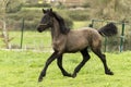 Little Friesian foal running happily in a field Royalty Free Stock Photo