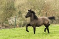 Little Friesian foal trotting in a meadow Royalty Free Stock Photo