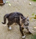 Little frightened kitten in dragon pose, yard undisturbed kitten Royalty Free Stock Photo