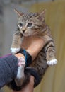 Little frightened striped kitten in hands
