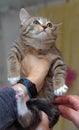 Little frightened striped kitten in hands