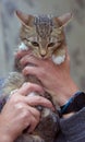 Little frightened striped kitten in hands