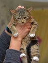 Little frightened striped kitten in hands