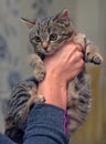 Little frightened striped kitten in hands