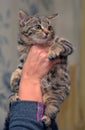 Little frightened striped kitten in hands