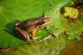 Little frog Royalty Free Stock Photo