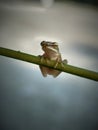 Little Frog agin Royalty Free Stock Photo