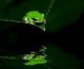 Little frog in contemplation Royalty Free Stock Photo