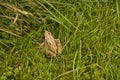 Little Frog In The Green Grass Royalty Free Stock Photo