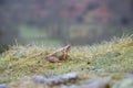 Little frog in damp grass Royalty Free Stock Photo