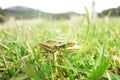 Little frog in grass - macro