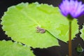 A little frog on green lotus leaf Royalty Free Stock Photo