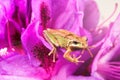 Little frog inside of wild flowers during bright daylight