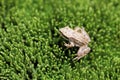 Little frog-let on a fresh green moss texture Royalty Free Stock Photo