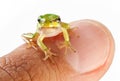 Little frog on a man finger Royalty Free Stock Photo