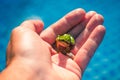 Little frog in my hand Royalty Free Stock Photo