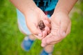 Little frog in the palm of a child learning from nature, concept