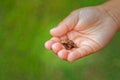 Little frog in the palm of a child learning from nature