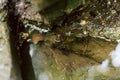 Little frog in the pond. a frog is sitting at a cold spring Royalty Free Stock Photo