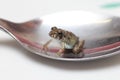 Little frog in a silver spoon.