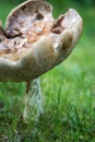 The little frog sits on a large mushroom. Forest, close-up Royalty Free Stock Photo