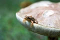The little frog sits on a large mushroom. Forest, close-up Royalty Free Stock Photo