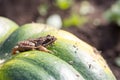 Little frog sitting on a green pumpkin