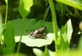 Little frog sitting on green water lily leaf background Royalty Free Stock Photo