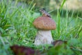 Little frog sitting on a mushroom