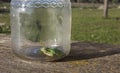 Little frog trapped in a glass jar