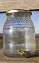 Little frog trapped in a glass jar