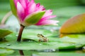 Little frog under pink water lily flower Royalty Free Stock Photo