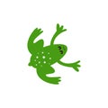 Little frog. Vector illustration of a cute little frog Royalty Free Stock Photo