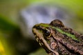 Little Frog Royalty Free Stock Photo