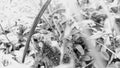 little frog in the wet bush. black and white