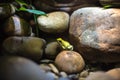 little frog yellow green macro stones aquarium reptile poison head heat isolation