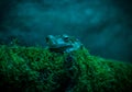 A little froggy in blue Royalty Free Stock Photo